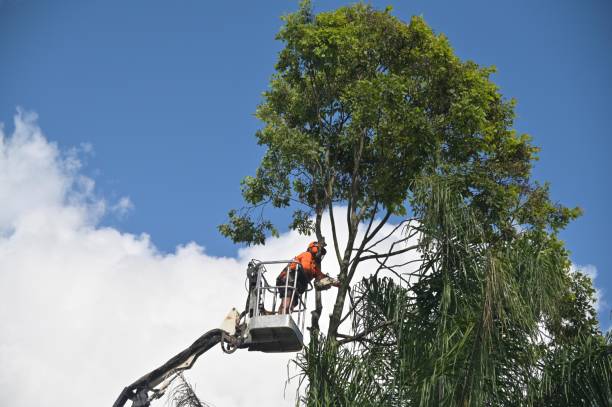 How Our Tree Care Process Works  in  Winnsboro, LA